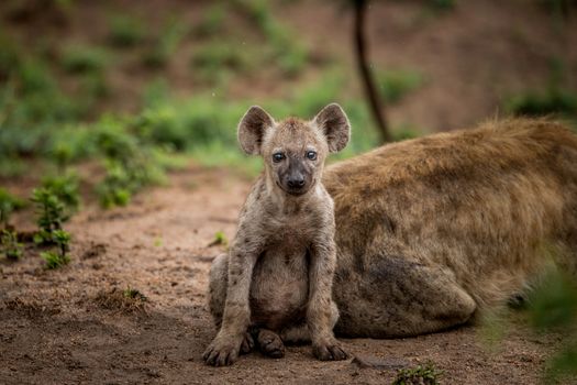 Spotted hyena cub starring in the Kruger National Park, South Africa.