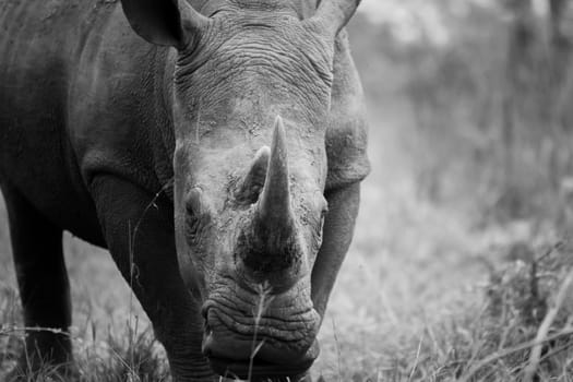 White rhino starring in black and white in the Kruger National Park, South Africa.