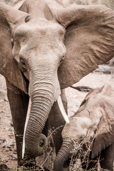 Eating African Elephant with her baby in the Kruger National Park, South Africa.