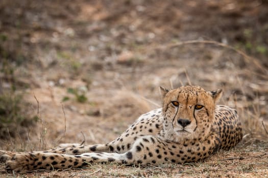 Cheetah starring in the Kruger National Park, South Africa.