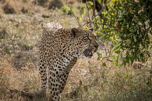 Leopard walking in the grass in the Kruger National Park, South Africa.