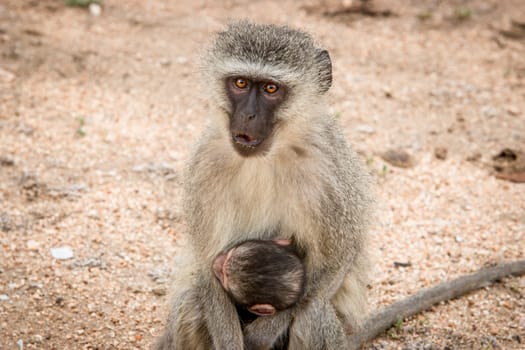 Vervet monkey mother with a baby in the Kruger National Park, South Africa.