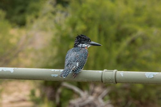 Giant kingfisher on a bridge in the Kruger National Park, South Africa.