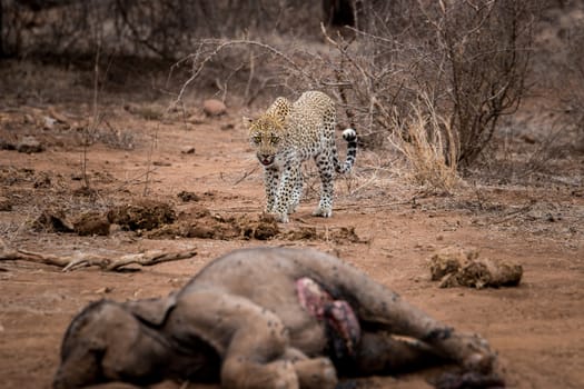 Leopard walking towards a baby Elephant carcass in the Kruger National Park, South Africa.
