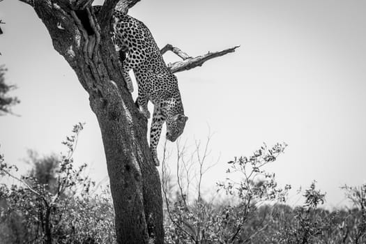 Leopard climbing out of a tree in black and white in the Kruger National Park, South Africa.