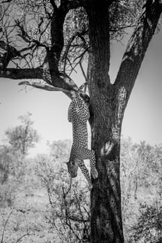 Leopard climbing out of a tree in black and white in the Kruger National Park, South Africa.