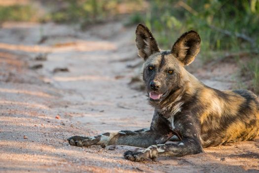 African wild dog laying in the sand in the Kruger National Park, South Africa.