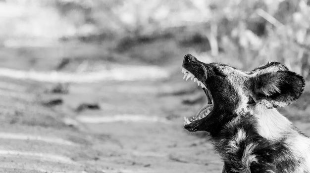 Yawning African wild dog in black and white in the Kruger National Park, South Africa.