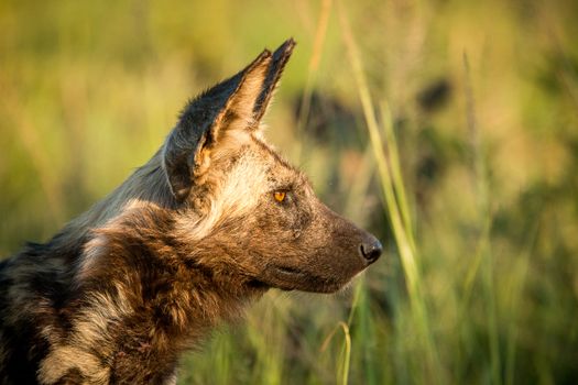 Side profile of an African wild dog in the golden light in the Kruger National Park, South Africa.