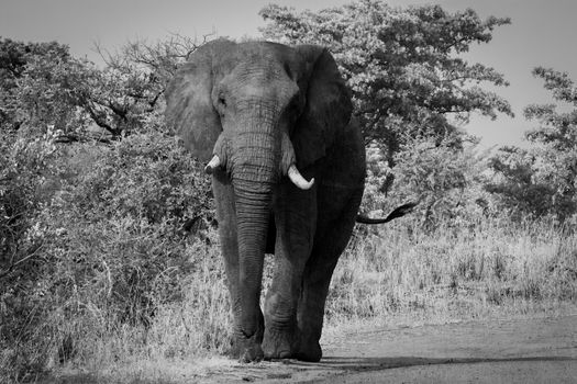 African Elephant walking towards the camera in black and white in the Kruger National Park, South Africa.