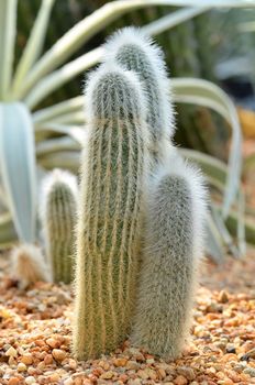 Espostoa Lanata aka Old Peruvian Man Cacti from the Andes mountains