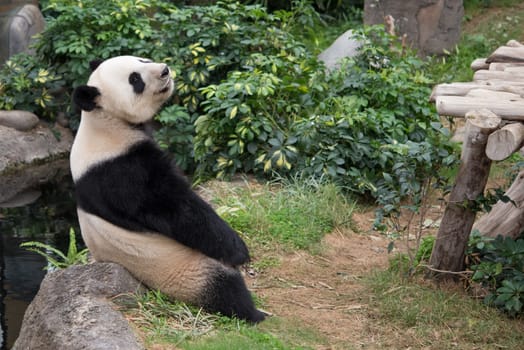 Cute giant panda (Ailuropoda melanoleuca) in wildlife