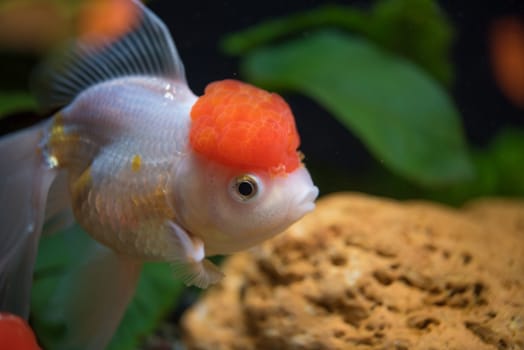 Red Cap Oranda Goldfish - Encased with a prominent head growth, they can appear just like a lion.