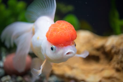 Red Cap Oranda Goldfish - Encased with a prominent head growth, they can appear just like a lion.