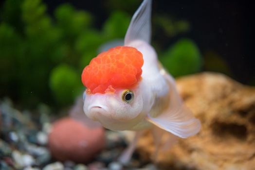 Red Cap Oranda Goldfish - Encased with a prominent head growth, they can appear just like a lion.