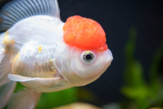 Red Cap Oranda Goldfish - Encased with a prominent head growth, they can appear just like a lion.