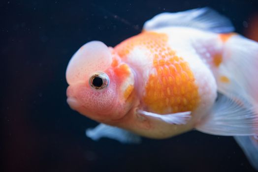 Red and White Crown Pearlscale Goldfish - with lime collecting on the surface of their scales, they are dressed to impress with shiny, twinkling pearls.