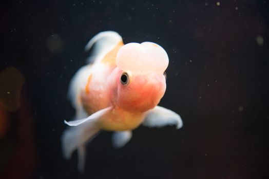 Red and White Crown Pearlscale Goldfish - with lime collecting on the surface of their scales, they are dressed to impress with shiny, twinkling pearls.