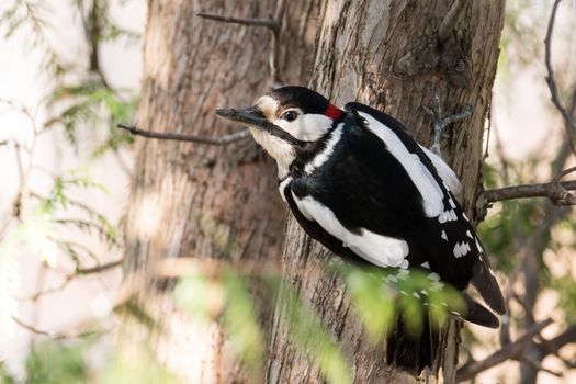 The photo depicts a woodpecker on a tree