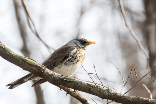 The photo depicts a thrush on a tree