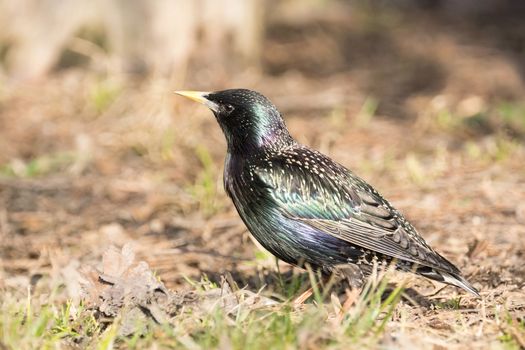 The photo depicts a starling in the meadow