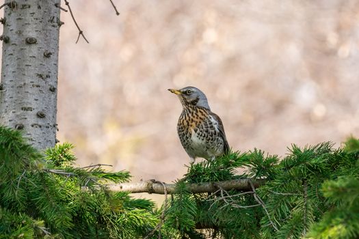 The photo depicts a thrush on a tree