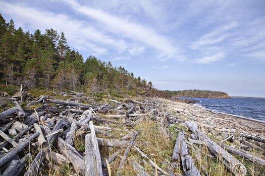 Coast of White sea in summer, northern Russia