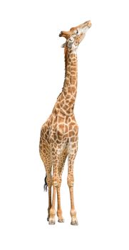 African giraffe raise head looking up isolated on white background