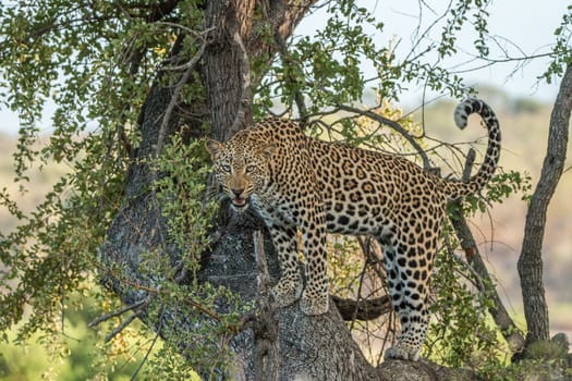 Leopard in a tree in the Kruger National Park, South Africa.