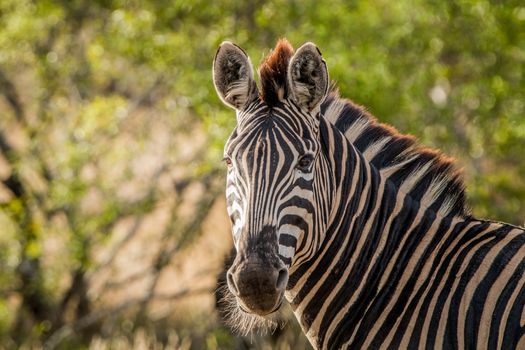 Starring Zebra in the Kruger National Park, South Africa.