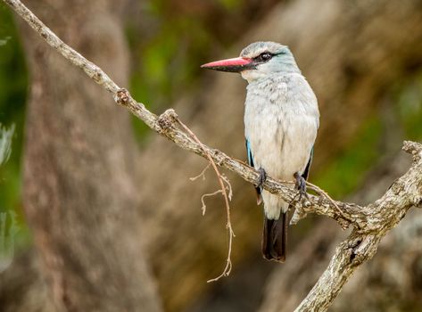 Woodland kingfisher on a branch in the Kruger National Park, South Africa.