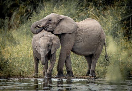 Drinking Elephants in the Kruger National Park, South Africa.