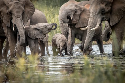Drinking herd of Elephants in the Kruger National Park, South Africa.