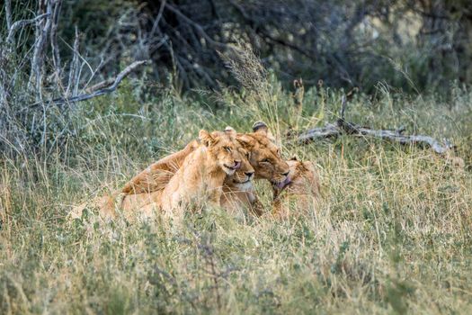 Lioness with cubs in the Kruger National Park, South Africa.