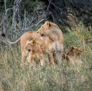 Lioness with cubs in the Kruger National Park, South Africa.