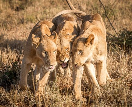 Bonding Lions in the Kruger National Park, South Africa.