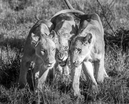 Bonding Lions in black and white in the Kruger National Park, South Africa.