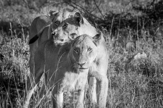 Bonding Lions in black and white in the Kruger National Park, South Africa.