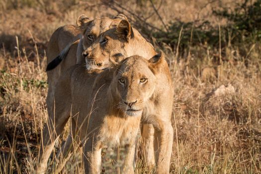 Bonding Lions in the Kruger National Park, South Africa.