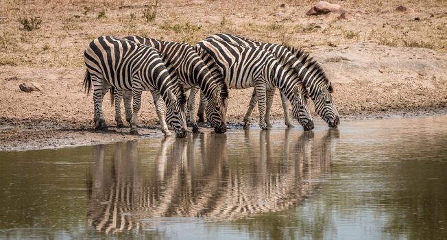 Drinking Zebras in the Kruger National Park, South Africa.