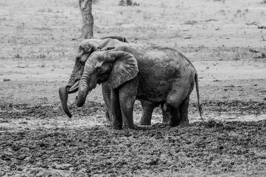 Two Elephants taking a mud bath in black and white in the Kruger National Park, South Africa.