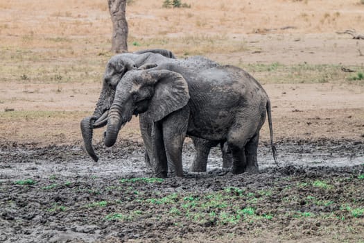 Two Elephants taking a mud bath in the Kruger National Park, South Africa.