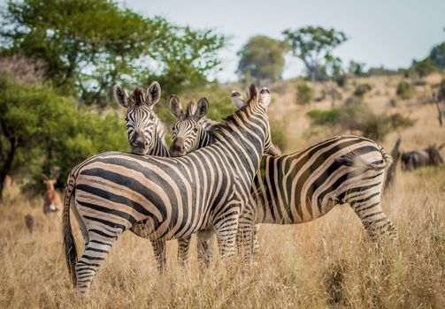 Bonding Zebras in the Kruger National Park, South Africa.