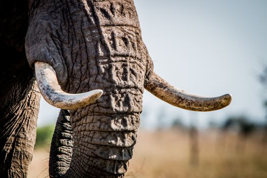 Tusks of an Elephant in the Kruger National Park, South Africa.