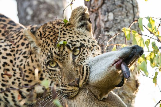 Leopard with a Duiker kill in the Sabi Sands, South Africa.