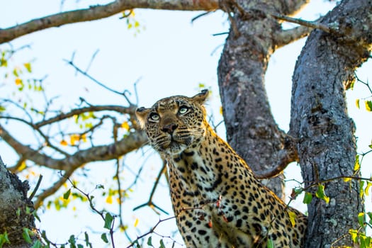 Leopard in a tree in the Sabi Sands, South Africa.