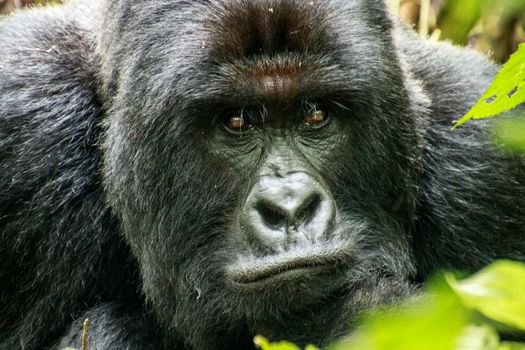 Starring Silverback Mountain gorilla in the Virunga National Park, Democratic Republic Of Congo.