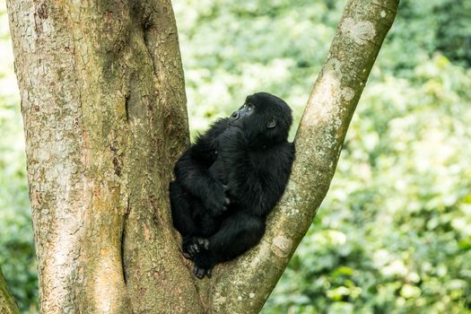 Mountain gorilla in a tree in the Virunga National Park, Democratic Republic Of Congo.