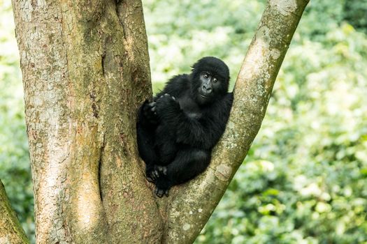 Mountain gorilla in a tree in the Virunga National Park, Democratic Republic Of Congo.