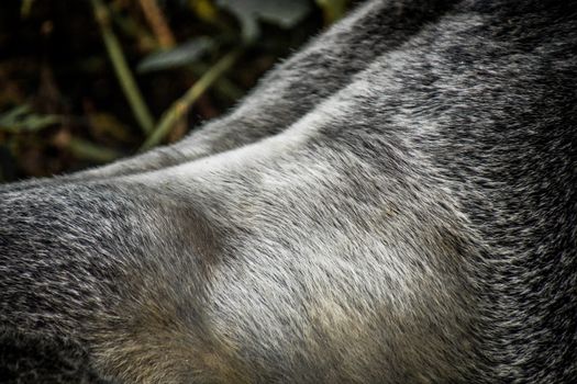 Back of a Silverback Mountain gorilla in the Virunga National Park, Democratic Republic Of Congo.